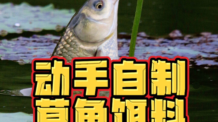 ลงมือทำเหยื่อปลาตะเพียนด้วยตัวเอง