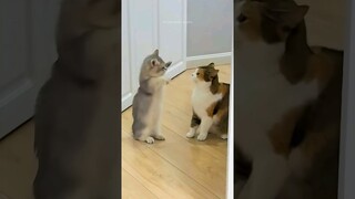 Funny cats 😂 episode 219 #shorts