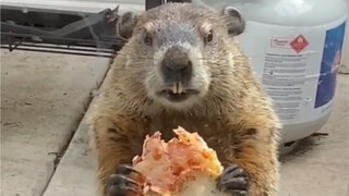 A groundhog ate pizza for more than an hour outside an American netizen's home, in front of her two 