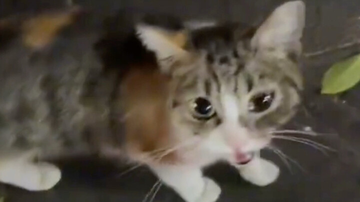 Listen to Mimi’s utterly adorable kitten voice~