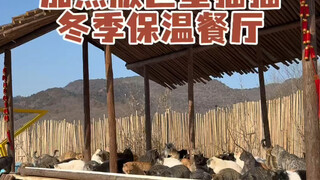 ร้านอาหารแมวยักษ์ที่จะทำให้คุณอบอุ่นในฤดูหนาวเปิดแล้ววันนี้