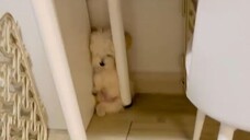 Video by Cute Pet Club (11)