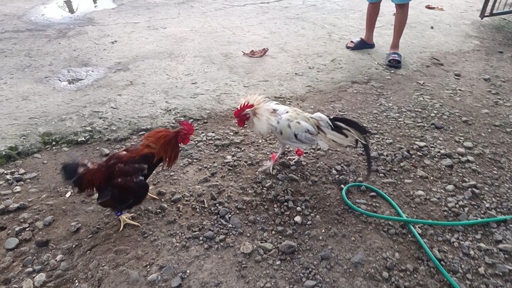 Leiper Grey x White Kelso (JRP White) VS McLean Kelso (Leapy Red)