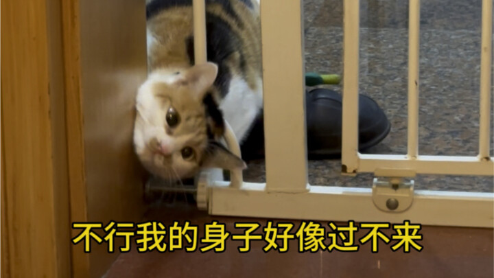 Chú mèo con đã vượt qua hàng rào như thế nào?