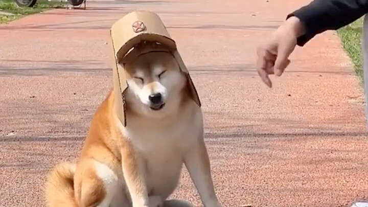 Whose darn dog is this! Looks pretty stylish with that hat on!
