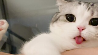 โดนแมวเลียเป็นยังไงบ้าง?