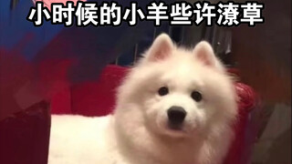 Chú cừu này hơi lười biếng khi còn nhỏ!