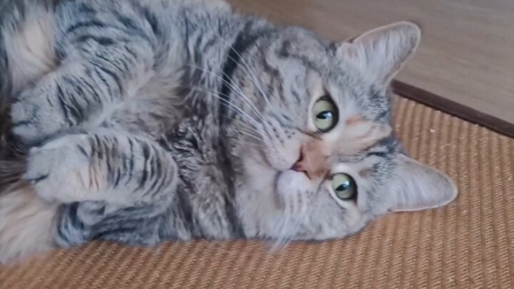 Vì thức ăn cho mèo, tôi đã đánh mất cả lòng tự trọng.