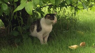 大雨冲走了唯一的孩子，流浪猫妈妈在雨中不停哭喊，奇迹会出现吗