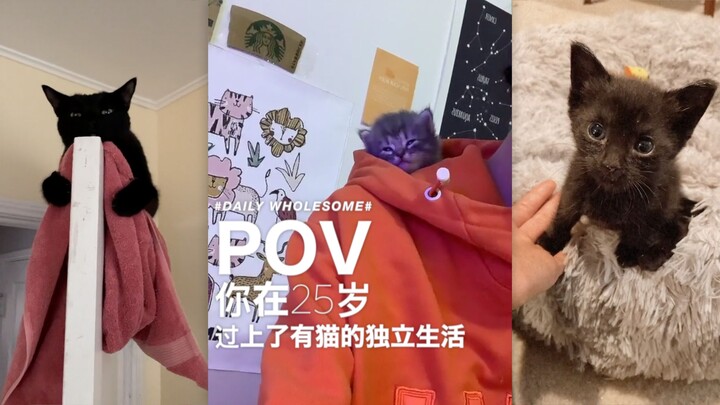 POV: At 25, you’re living an independent life with a cat