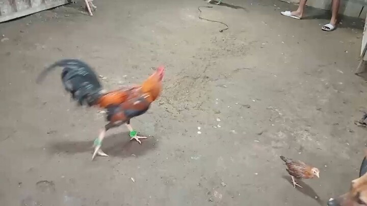 bulag