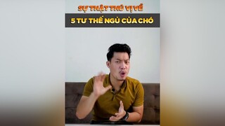 Sự thật thú vị về 5 tư thế ngủ của chó tuitienpet petonesaigon petnhatrang dcgr