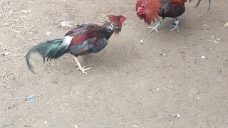 tigbakay gbulz