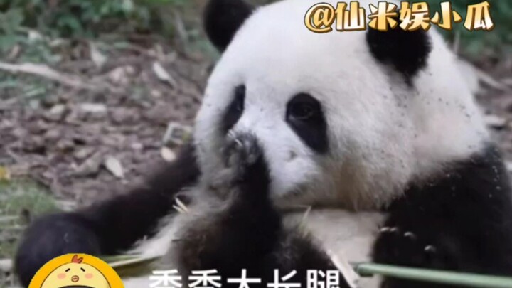 Heye: You should’ve been like this all along—then I wouldn’t pick on my sister anymore. #GiantPandaH