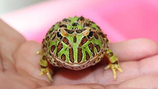 Express-opening-Two cute horned frogs!