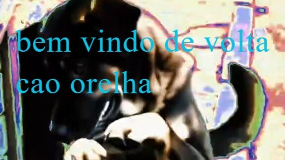 cachorro orelha comemora a inevitavel queda da economia dos estados unidos