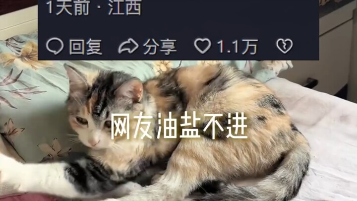 Is it really that hard to admit a little cat is awesome? (Source: If Soul-Eaters Were Like the Easte