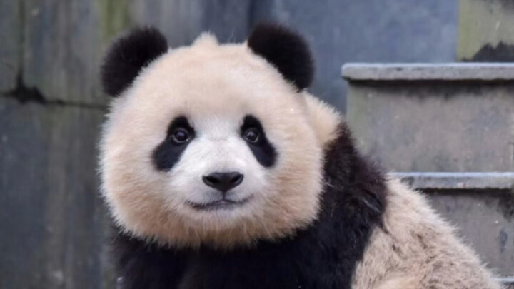Panda raksasa “Jiqing” betina yang begitu menggemaskan; herannya, pihak pusat bisa menahan diri untu