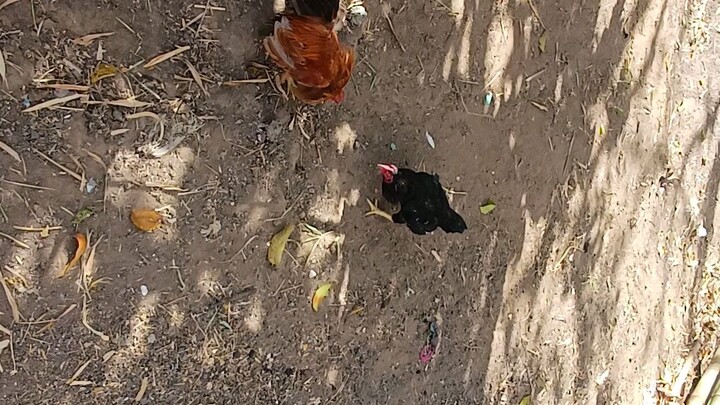 (spar) cornish bantam VS. standard bantam