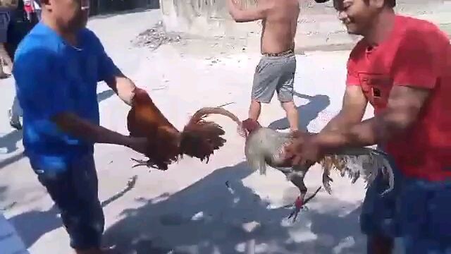 Stag manok natin Gold kontra bulik na matanda