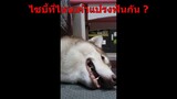 มะระ(ไม่)ชอบแปรงฟัน!! #ไซบีเรียน #ไซบีเรียนเป็นหมาตลก