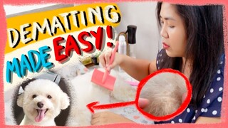 HOW TO DETANGLE MATTED FUR ON DOGS  |Quick & Easy Tips|  The Poodle Mom