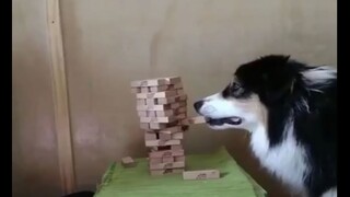 Anjing dan pemiliknya bermain susun bersama