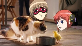 Phiên bản động vật Gintama, ngọt ngào quá?!