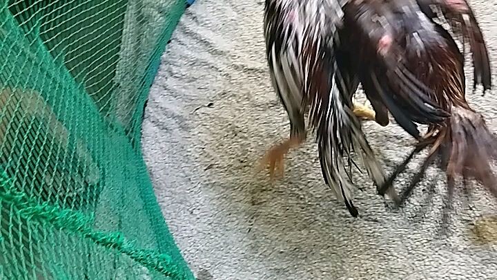 Spar cool 😎 Sinibalang