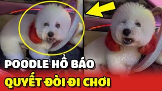 Đòi ĐI CHƠI nhưng Sen không chó chú Poodle hổ báo CHỬI như rap 😂 | Yêu Lu