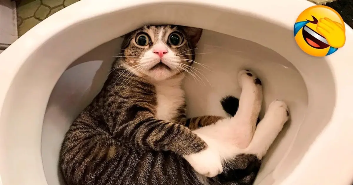Funny Animal Videos 2022 😂 - Funniest Dogs And Cats Videos 😺😍 - Bilibili Funny Animal Videos 2022 😂 - Funniest Dogs And Cats Videos 😺😍 - Bilibili