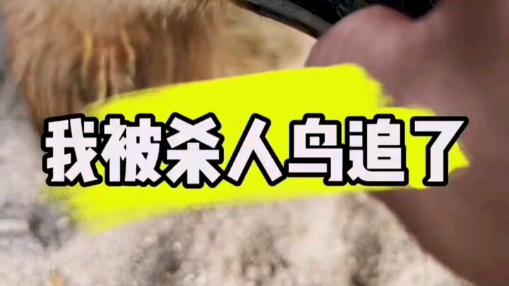 The Big Wolf Eel Moves House, the Shark Escapes Prison, and I’m Being Hunted by a Killer Bird!