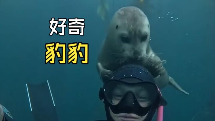 Para hewan yang secara tak terduga bertemu dengan manusia!