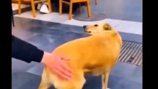 Chó: Bạn đang làm gì thế?