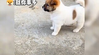 Khoảnh khắc chữa lành của chú chó