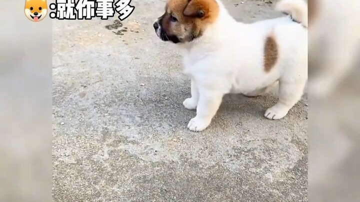 Dog's healing moment