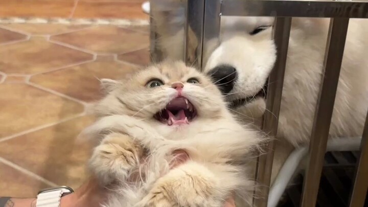 ลูกแมวรัสเซียโหดเกินไปแล้ว😂