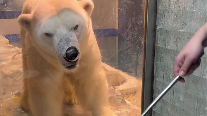 Polar Bear: The mainland is awesome! You’ve gotta come to the mainland!!