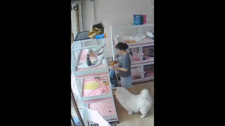 Chú chó Samoyed đã dùng tấm lưng lông xù của mình để đỡ lấy chú mèo con