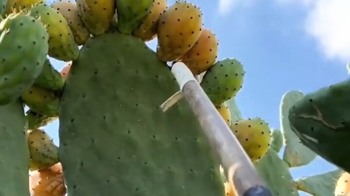 คลายเครียดแบบดื่มด่ำไปกับการหั่นๆ ซอยๆ สารพัด!