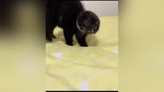 Đã ai làm gì chưa? pet cat cute like xuhuong mèo