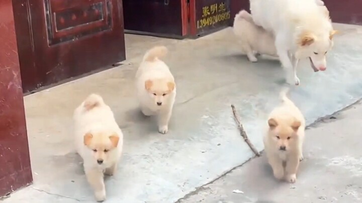 น่ารักจัง หมาน้อยขี้ขลาดตัวน้อยที่ส่งเสียงฮึ่มๆ
