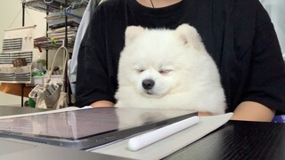 College Dog Time