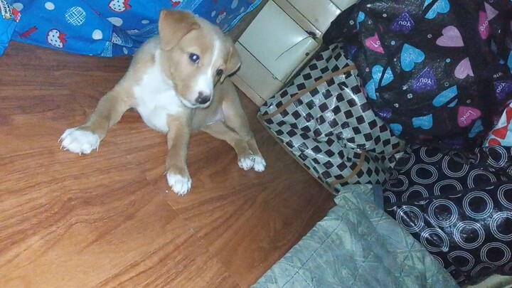 My Dog waking me up from sleeping LMAO 🤣