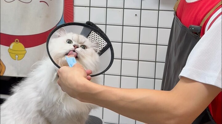 Dầu gội và dầu xả Chinchilla dễ thương