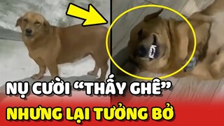 Chú chó có NỤ CƯỜI THẤY GHÊ nhưng lại hay TƯỞNG BỞ 😂 | Yêu Lu