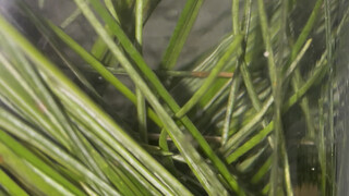 松针做的汽水喝过吗