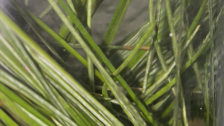 松针做的汽水喝过吗