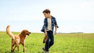 [Film Ming Ge SHUO] "Tujuan Seekor Anjing" Anjing itu melalui tiga reinkarnasi dan akhirnya menemuka