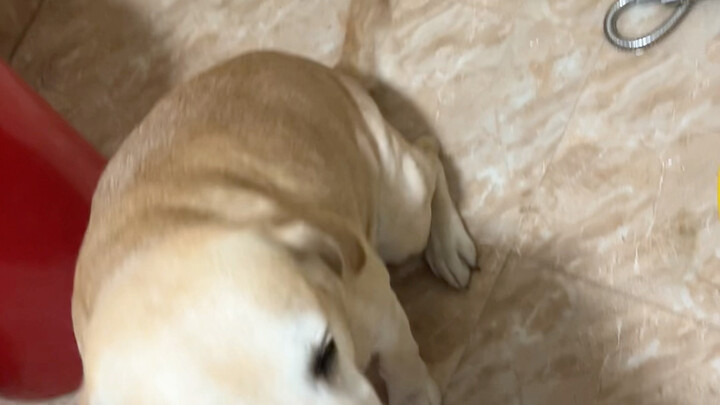 Old dogs know everything—just look at this acting!
